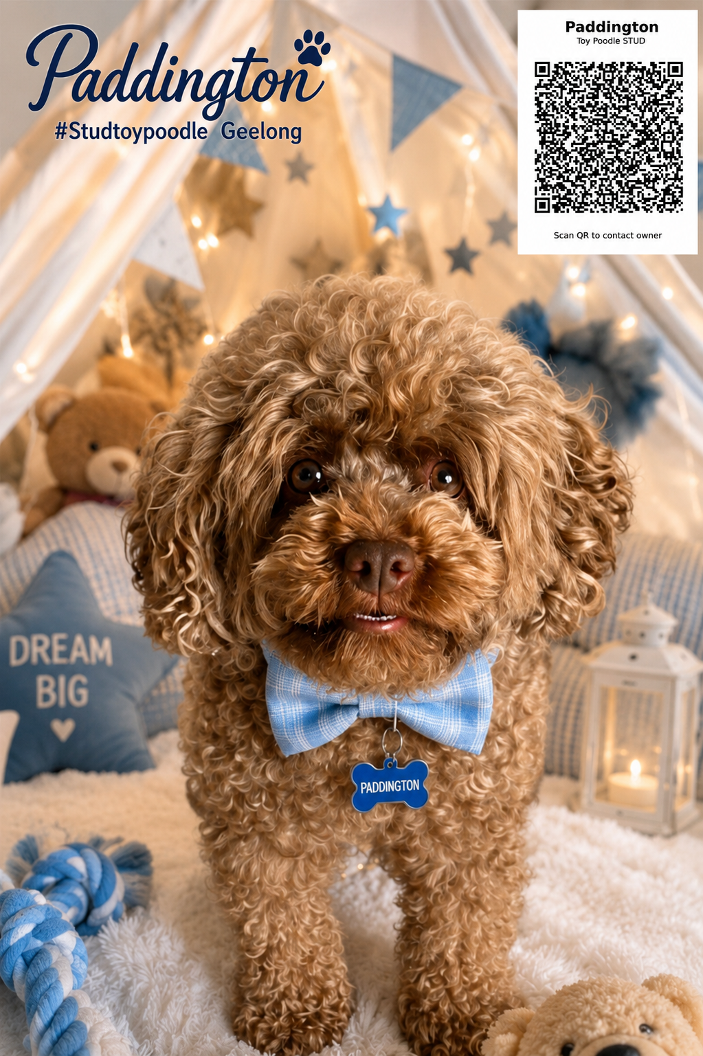 Paddington Toy Poodle Stud Geelong bedroom portrait