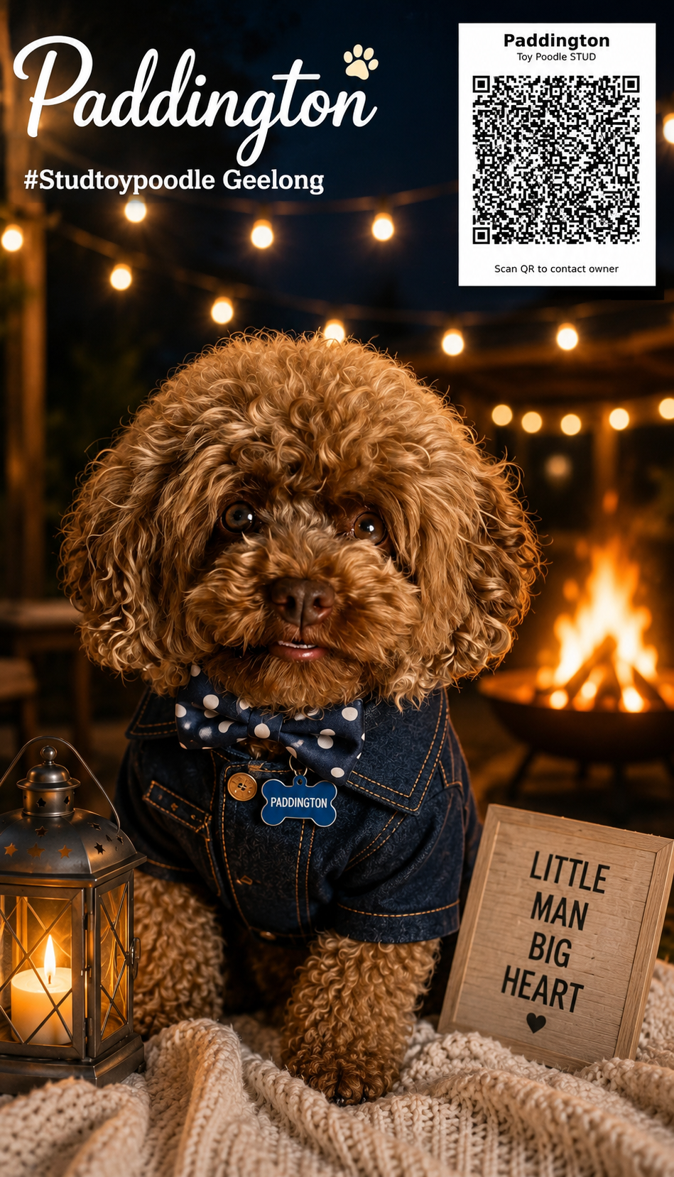 Paddington Toy Poodle Stud Geelong evening portrait