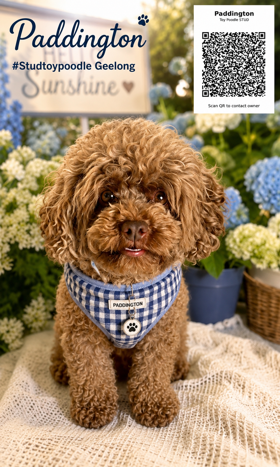Paddington Toy Poodle Stud Geelong garden portrait